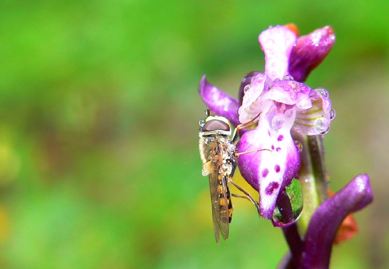 Bombylius e Episyrphus balteatus  su Orchis a Ficuzza (PA)